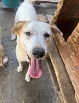 Kuchen- aufgeweckter, süßer Junghund - Kallmünz