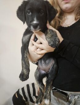 🐾 Süße Welpen suchen ein liebevolles Zuhause! 🏡❤️ - Emstek