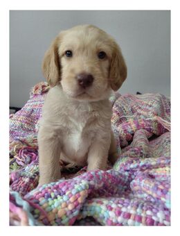 Labradoodle-Welpen auszugsbereit ab dem 14.10.25 - Wadern