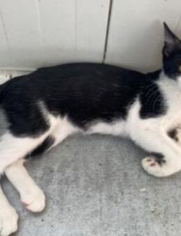 Freddie , kleiner Frechdachs, ca. 7 Mona - Vaterstetten