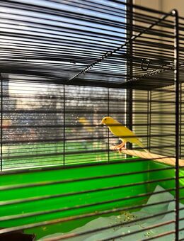 2 Männliche Kanarienvögel mit 2 Käfig - Essen Zentrum