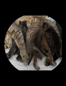 5 Wunderschöne aktive BKH-Kitten suchen ein neues Zuhause! - Berlin