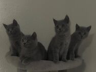 🐾 Britisch Kurzhaar Kitten – 3 Kater & 1 Katze – Abgabe ab 03.07.2025 - Herford (Hansestadt)