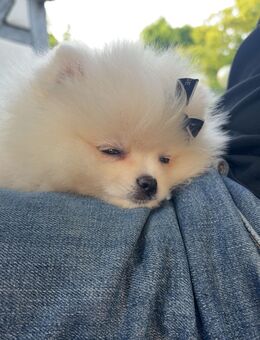 Mini Pomeranian - Fellbach