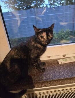 Mama Maya wünscht sich ein Familie - Meuselwitz