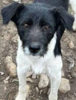 Poppy - ein fröhliches Mädel 🐾 - Elsdorf (Nordrhein-Westfalen)