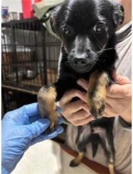 Meilino - Pflegestelle oder Zuhause gesu - Oberwies