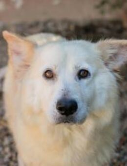 Ruhige Mika möchte endlich Geborgenheit - Laufen