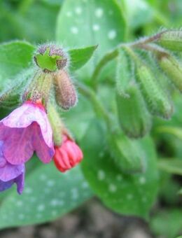 geflecktes Lungenkraut (Pulmonaria) - Soest