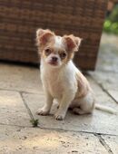 Chihuahua 16 Wochen in 83329
