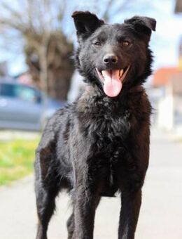 Lino 💗 treuer, lieber Familienhund - Hamburg