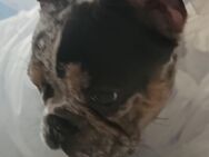 Französische bulldogge - Northeim
