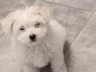 Bichon Frise Malteser Welpen Rocky - Nürnberg