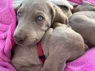 Weimaranerwelpen Weimaraner Welpen Hund Jagdhund - Ziegendorf