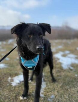 Drano soll nicht in Rumänien aufwachsen - Blankenheim (Nordrhein-Westfalen)