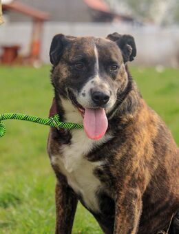 PABLO-PP, Schmusebacke sucht Körbchen - Neustadt (Rübenberge)