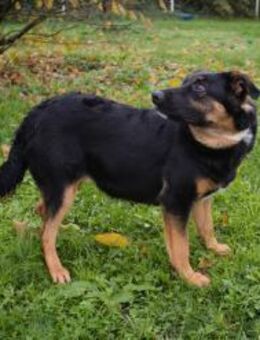 NIA - toben oder kraulen oder beides... - Overath