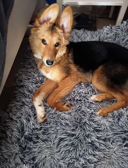 Barney ein 7,5 Mon junger Rüde - Bruchsal