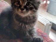 Katzenkinder - Werne