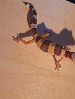 Hübsche Tremper/Wildtyp Leopardgecko NZ2025 - Langenfeld (Rheinland)