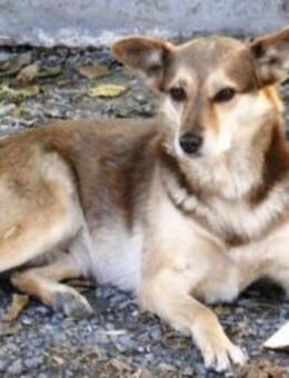 Rozalia ist eine richtige Schmusehündin! - Karben