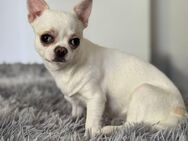 Liebevolle Chihuahua-Hündin (7 Monate) sucht ein neues Zuhause - Detmold Heiligenkirchen