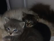Heilige Birma MIX Kitten - Vilshofen (Donau)