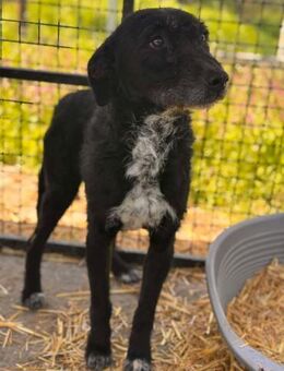 Joschel sucht ein liebevolles Zuhause - Berlin