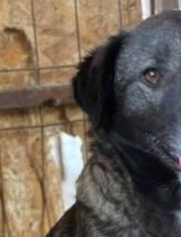 Mayla ist sehr freundlich 🐾 - Elsdorf (Nordrhein-Westfalen)