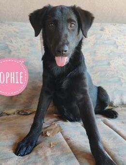 Sophie eine tolle lernfähige Hündin - Flörsheim-Dalsheim