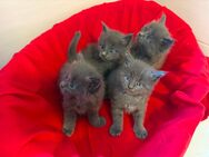 Maine coon kitten - Neuenhaus Zentrum