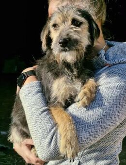 Alana, lieb, gut händelbar - Bochum