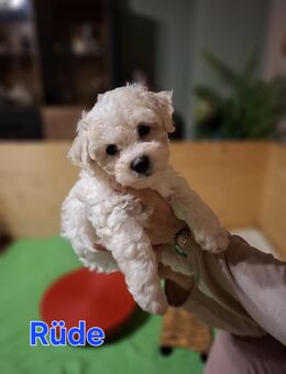 Bichon Frise Welpen reinrassig mit Ahnentafel 1 Rüde noch - Jacobsdorf