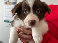 Australian shepherd welpen - Meßstetten