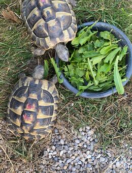 Griechische Landschildkröte 2 x männlich. - Taufkirchen (Vils)