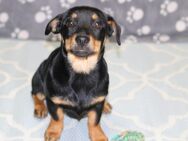 Abgabebereit Rottweiler - Pinscher - Mix - Korbach (Hansestadt)