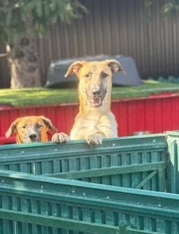 🐶 Freundlicher Junghund Ianjo 🐶 - Eislingen (Fils)