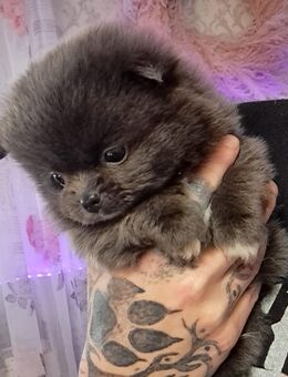 Pomeranian-PomChi Boys 75%Poms - Ballenstedt