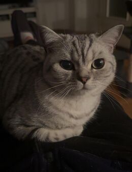 Bkh und abklären Pārchen abzugeben - Bielefeld Sennestadt