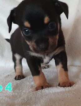 Chihuahua Welpen suchen ihr zu Hause - Barleben