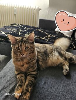 Maine Coon Katzse - Kassel