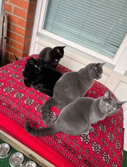 Katzenbabys - Hamburg