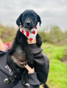 Kleine PUDEL-Mix-Mädchen suchen 1Zuhause - Mylau