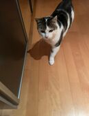 Polly, Einzelprinzessin möchte ein Zuhause # Tierschutz in 91171