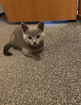 BKH Kitten - Duisburg