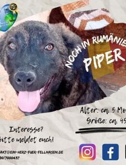 PIPER - think positiv and take me home - Waakirchen