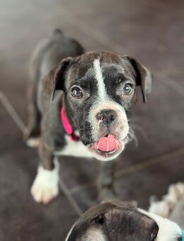 Bulldoggen Mischlings Welpen - Altenkunstadt