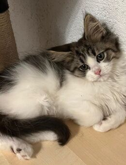 Maine Coon Kitten reinrassig - Hahn