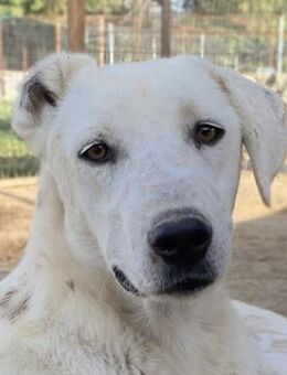 Santa, geb. ca. 06/2023, Griechenland - Markdorf