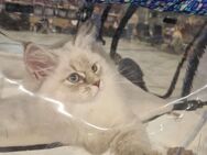 Neva Masquarade Kitten Kater Juri SOFORT Papiere - Tambach-Dietharz (Thüringer Wald)
